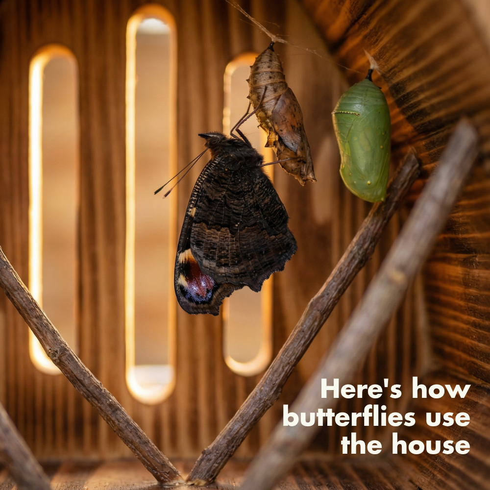 Dot´s Handmade Butterfly Home